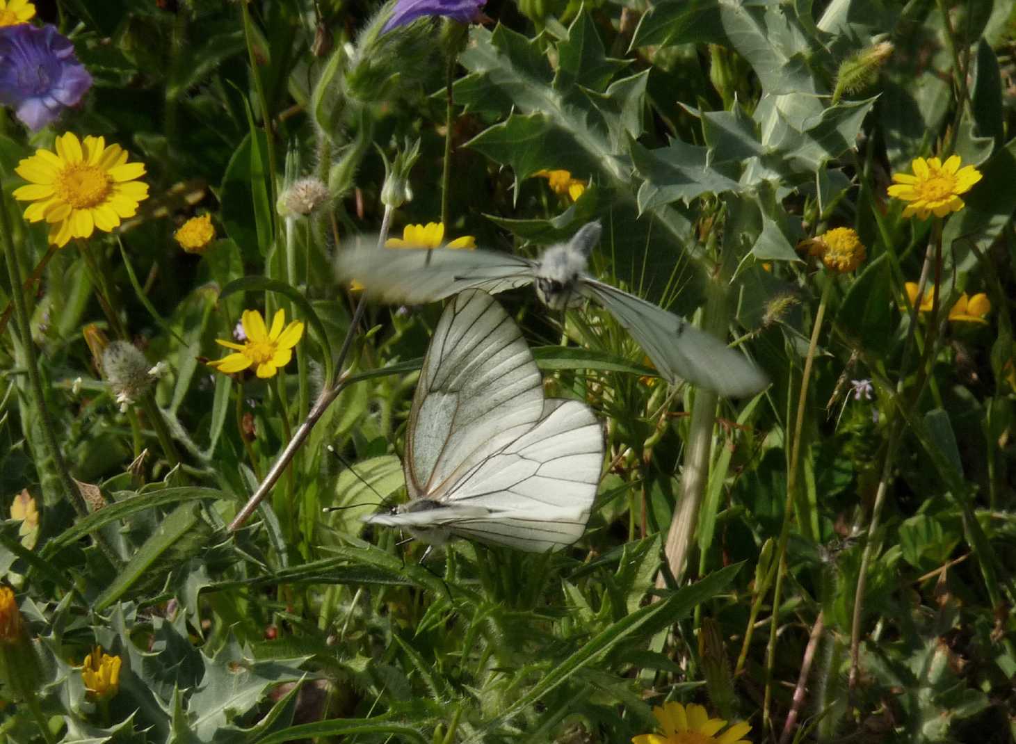 Corteggiamento di Aporia crataegi